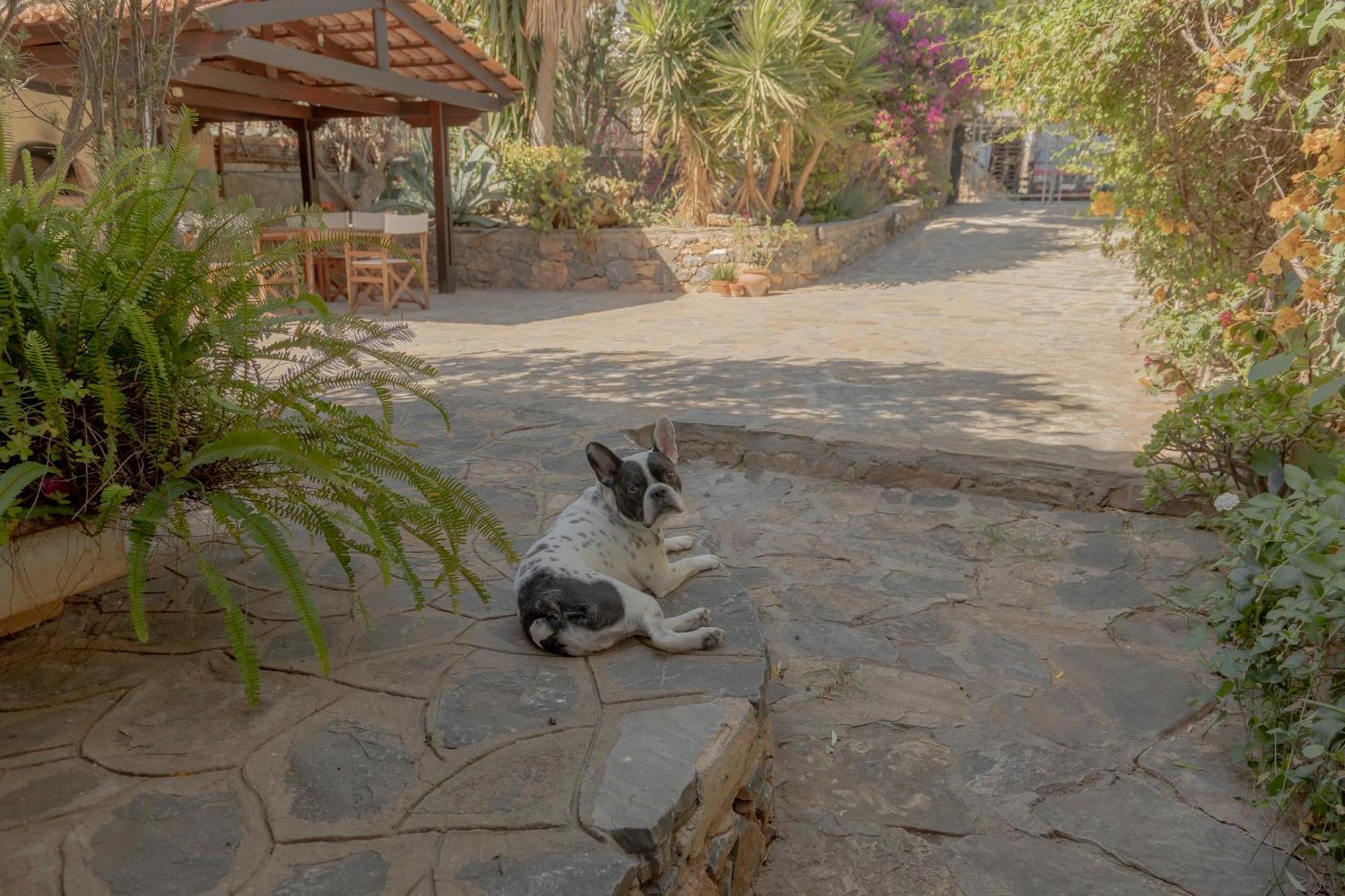 Private Pet Friendly Villa 圣尼古拉奥斯 外观 照片